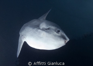 meeting with the  mola mola by Afflitti Gianluca 